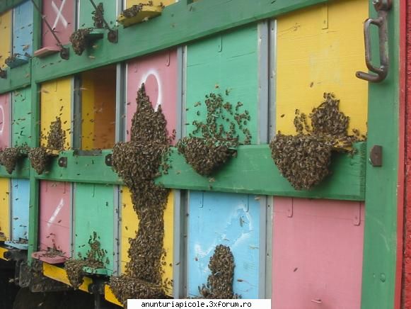 vand apicol stupina familii albine anul acesta rapita ....