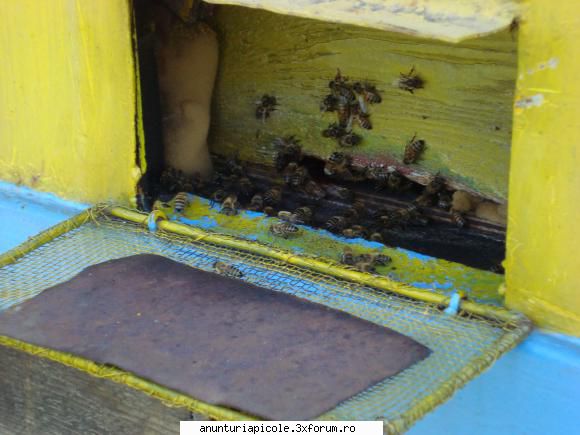 pavilion apicol detaliu prevazut site urdinis dublu ro: scandura sbor transport inchid asigura