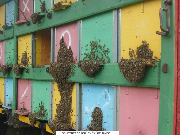 vand apicol pavilion echipat famili albine este familii iar pavilion 44in pavilion gaseste camera
