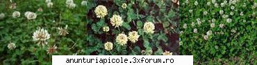 oferta apicole samanta trifoi alb (trifolium repens) pret 310 leisac kgplanta perena, doza 4-6 kg/ha