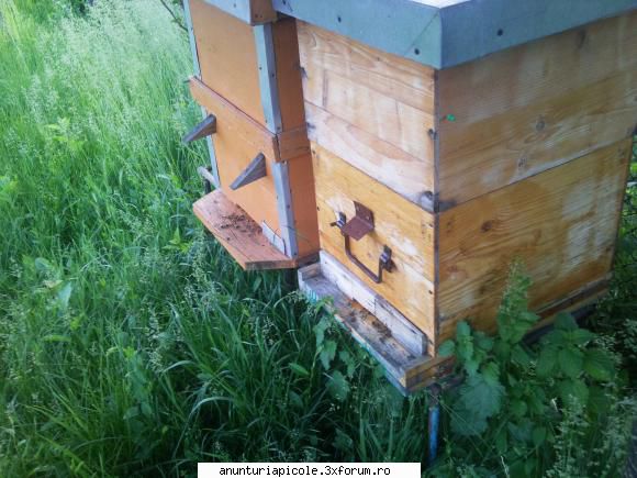 vand 8 stupi completi cu familiile de albine si caturi  stupi pret informativ 450 ron/1 comuna corbu