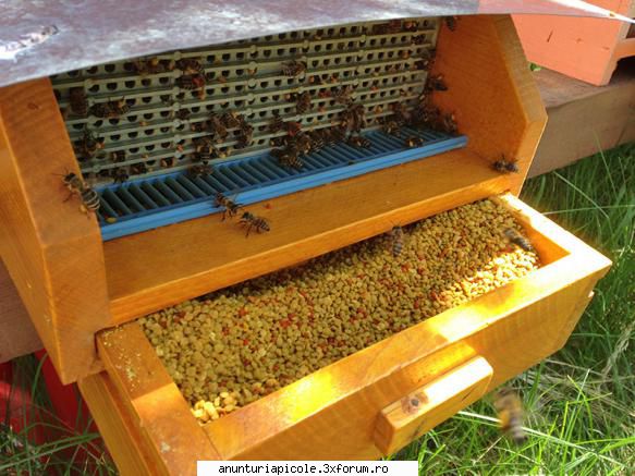 colectoare polen pentru aprecieri dorim iesiti bine din iarna albinele primavara colectoare pline