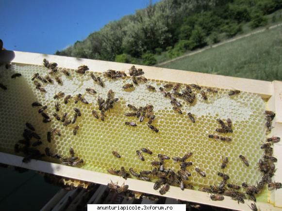oferta apicole faguri din plastic folositi anul trecut