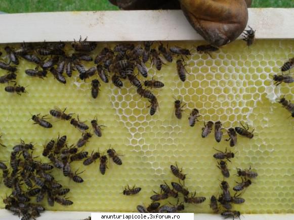oferta apicole doar luati crescut