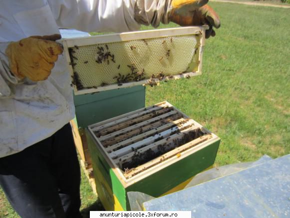 oferta apicole crescute